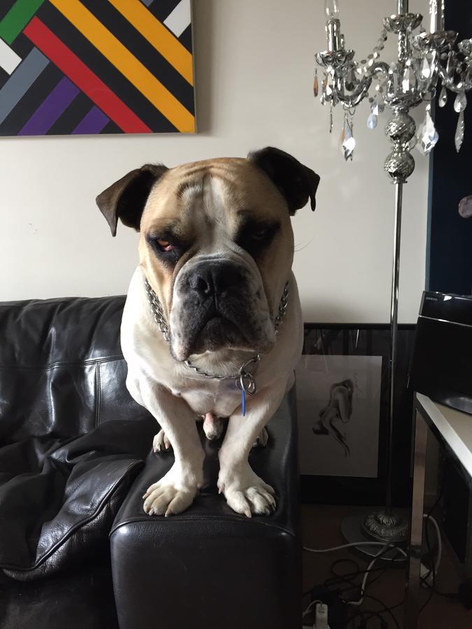 Cool Apartment, Central To Everything, Share With 2X Bulldogs Auckland Exteriér fotografie